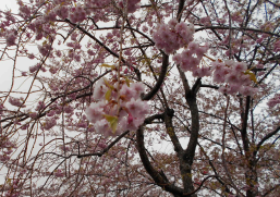 DSみほの_桜.png