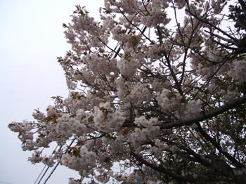 SAKURA1.jpg