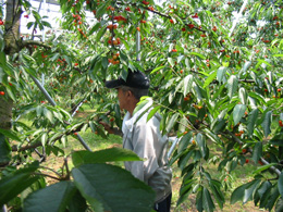 dsanzu10.jpg