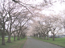 hana04.jpg