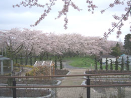 hana05.jpg